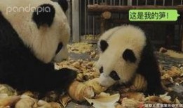 最新爆料熊猫视频,揭秘幕后真相，带你走进神秘世界